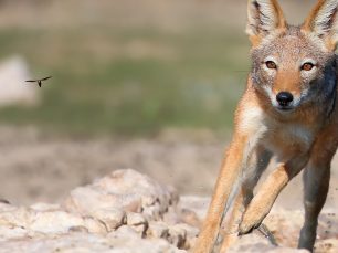 Animals from the Kalahari - Marco Nagel Wildlife & Nature Photography