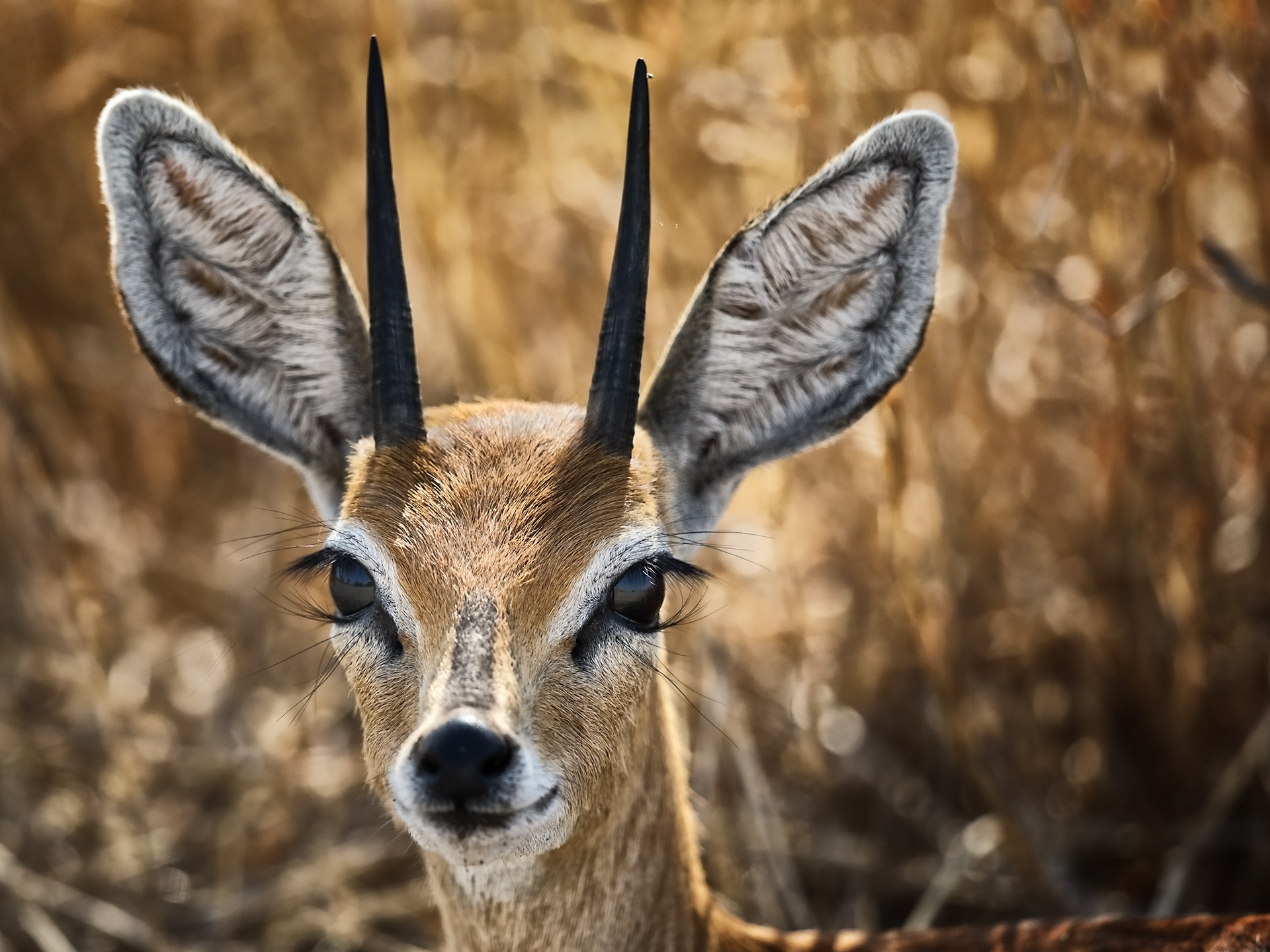 Animals from the Kalahari - Marco Nagel Wildlife & Nature Photography